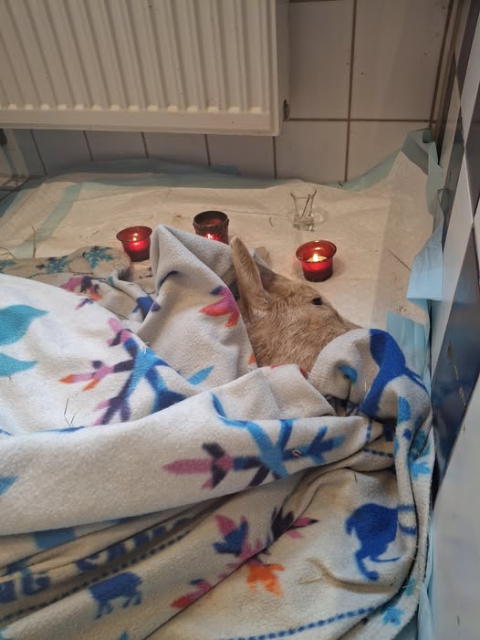 595526617_1225282843031848_2302300929638855891_n