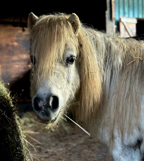 624579064_1264280692465396_8711834116394935781_n